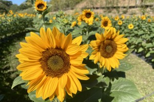 Sunflowers lure tourists back to Ilocos Norte agro-tourism site