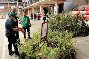 Southern Negros town poised to become bamboo hub