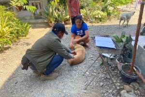 Ilocos Norte records 30 rabies cases