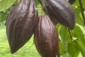 Coconut-cacao farming system gets boost in Ilocos Norte