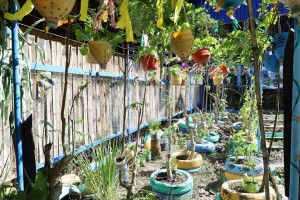 Urban gardening eyed vs. El Niño