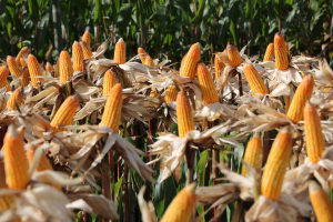 DA exec urges more Calabarzon residents to engage in corn farming