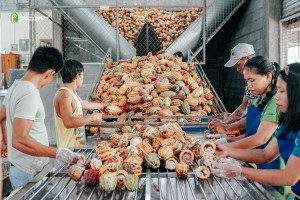 Albay town eyes cacao factory as tourist drawer