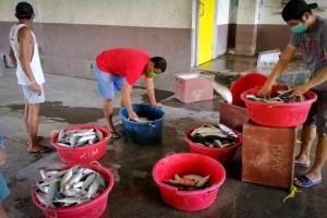 DA-BFAR program to boost 'bangus' industry in C. Luzon