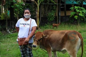 Housewives in Antique earn through cattle production