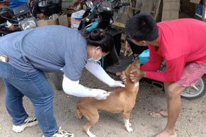 Ilocos Norte records 5 rabies deaths so far this year