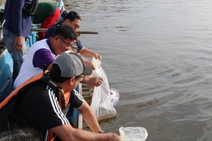 BFAR repopulates Tarlac, Pampanga rivers with 120K fingerlings