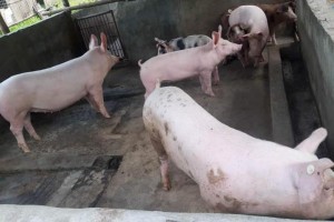 Negros Occidental loses P80M to swine deaths