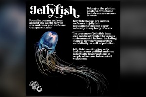 BFAR-Bicol warns beachgoers vs. jellyfish sting