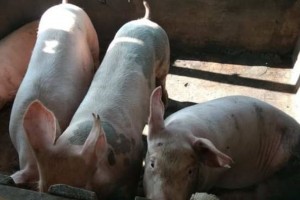 NegOcc logs 5.2K swine deaths due to hog cholera