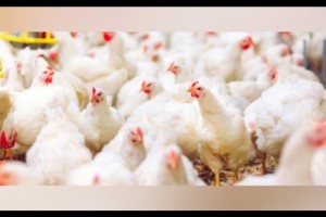 Acquisition of avian flu vaccine to revitalize PH poultry sector