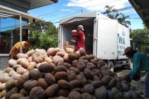 DA links N. Ecija farmers to Kadiwa amid oversupply of squash