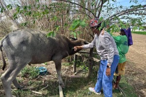 Apayao livestock farmers attend schooling on ruminant production