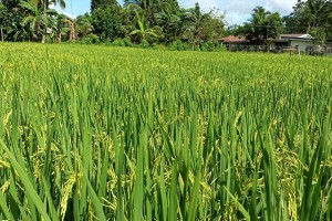 Iloilo eyes P50-M loan to coops for palay procurement