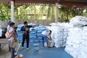 Over 2K Batac City farmers get free palay seeds