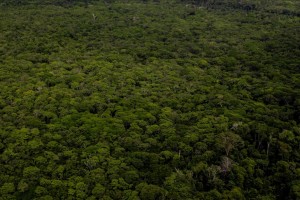 Deforestation in Amazon fell by 31% in January-May: INPE