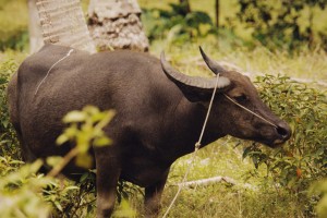 10K farm animals to be evacuated from 6-km Mayon danger zone