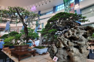 PH’s biggest bonsai exhibit opens in Manila