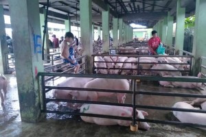 Traders ‘shortchange’ hog raisers amid ASF threat in Antique