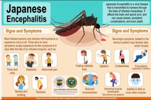  Japanese encephalitis claims 4 lives in Iloilo province