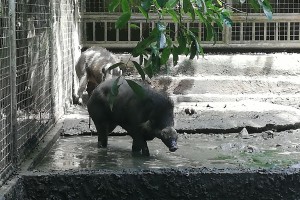 Iloilo wildlife park closed to protect endangered pigs from ASF