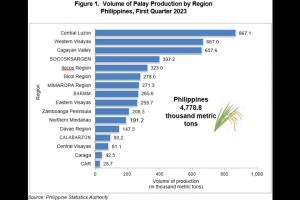 C. Luzon remains PH's top palay producer in Q1