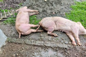 Swine biosecurity training vs. ASF intensified in Davao Region