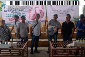 'Sentinelling' program helps revive Caraga's ASF-hit hog industry