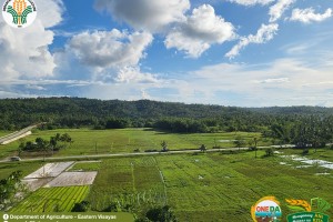 DA expands soil rejuvenation program in Eastern Visayas