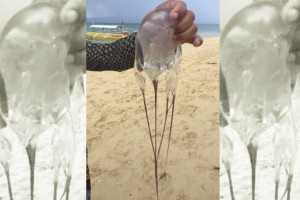 Beachgoers told to wear rash guard after Cebu jellyfish sting