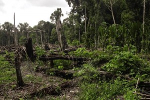 30-year net forest loss worldwide at 178M: expert