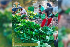 Eastern Visayas joins drive for affordable healthy diet