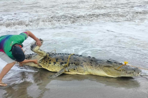 Elderly lady dies in crocodile attack in southern Palawan town