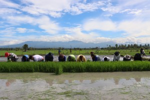 Hybrid rice demo farm to yield 275 tons in Davao del Sur town