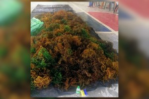 Indigenous fishers in Aurora receive seaweed seedlings from BFAR