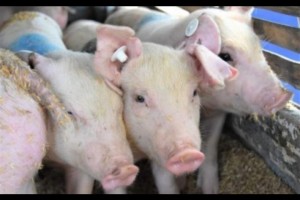 Swine nucleus farms set up in Negros Occidental