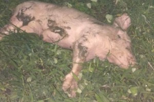 PCIC urges Antique farmers to immediately report hog mortalities