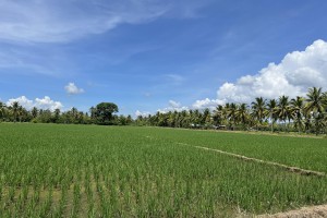 DA develops 500-hectare hybrid rice demo farm in Davao Oro