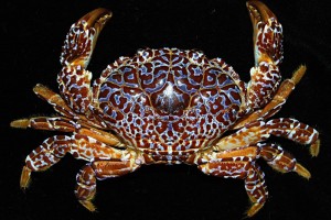 BFAR warns Bicolanos vs. catching, eating poisonous crabs