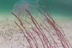 Beach activities suspended in Moalboal due to threat of box jellyfish 