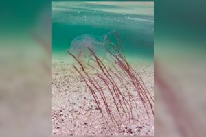 Experts to study jellyfish sting in Tacloban, nearby areas