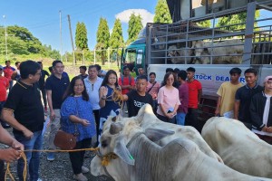 Cattle raising to boost livelihood of OSYs in Ilocos Norte