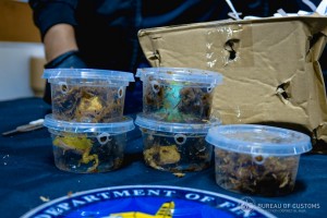 BOC seizes exotic wildlife at NAIA