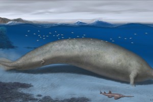 Remains of possibly heaviest animal ever discovered in Peru