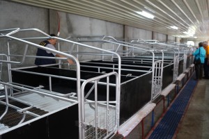 DA’s swine multiplier facilities to aid Iloilo recover from ASF