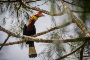 18 Antique LGUs urged to identify flagship species of flora,fauna