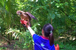 Endangered Philippine serpent eagle freed in Sarangani