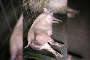 ASF infects Antique's swine production center