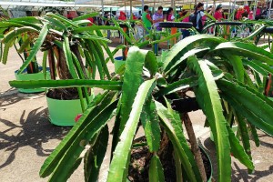 P10-M grant to help expand dragon fruit plantation in Guimaras