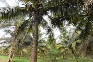 Negros Occidental adopts emergency measures vs. coconut pest